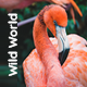 WildWorld - Zoo | Safari & Animal Protection Environment HTML Template - ThemeForest Item for Sale